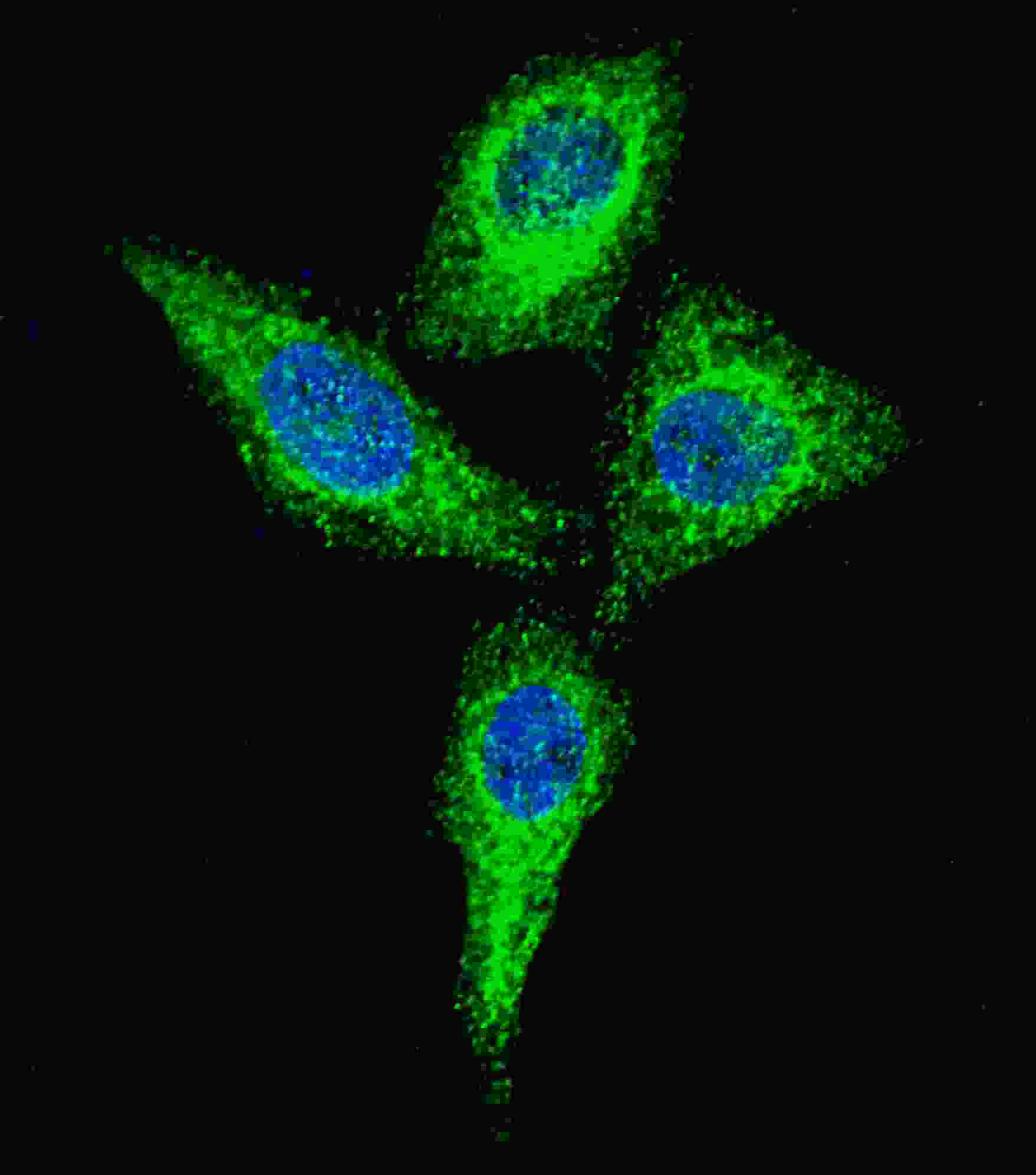 IF - Alkaline Phosphatase (ALPI) Antibody (Center) AP1480c